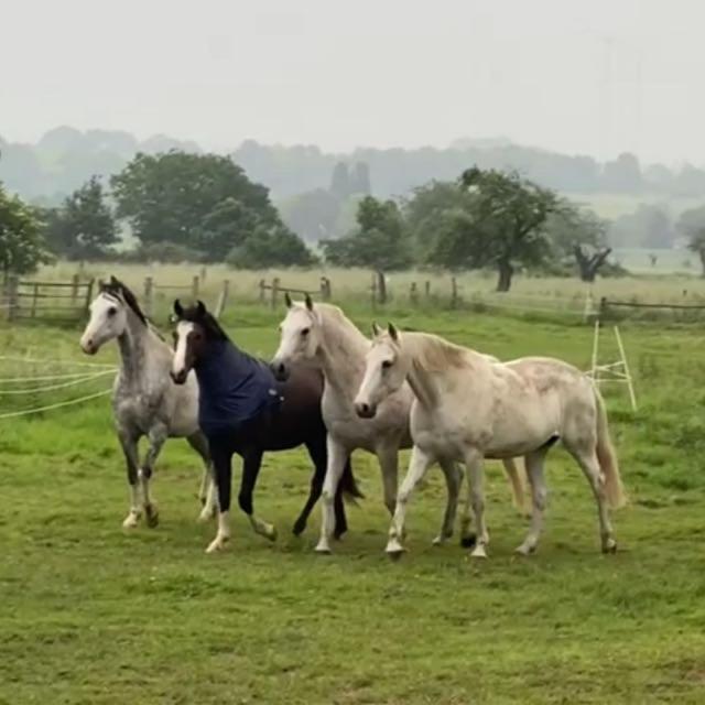 Gaestehaus White Horse Diedersen Coppenbrugge Luaran gambar