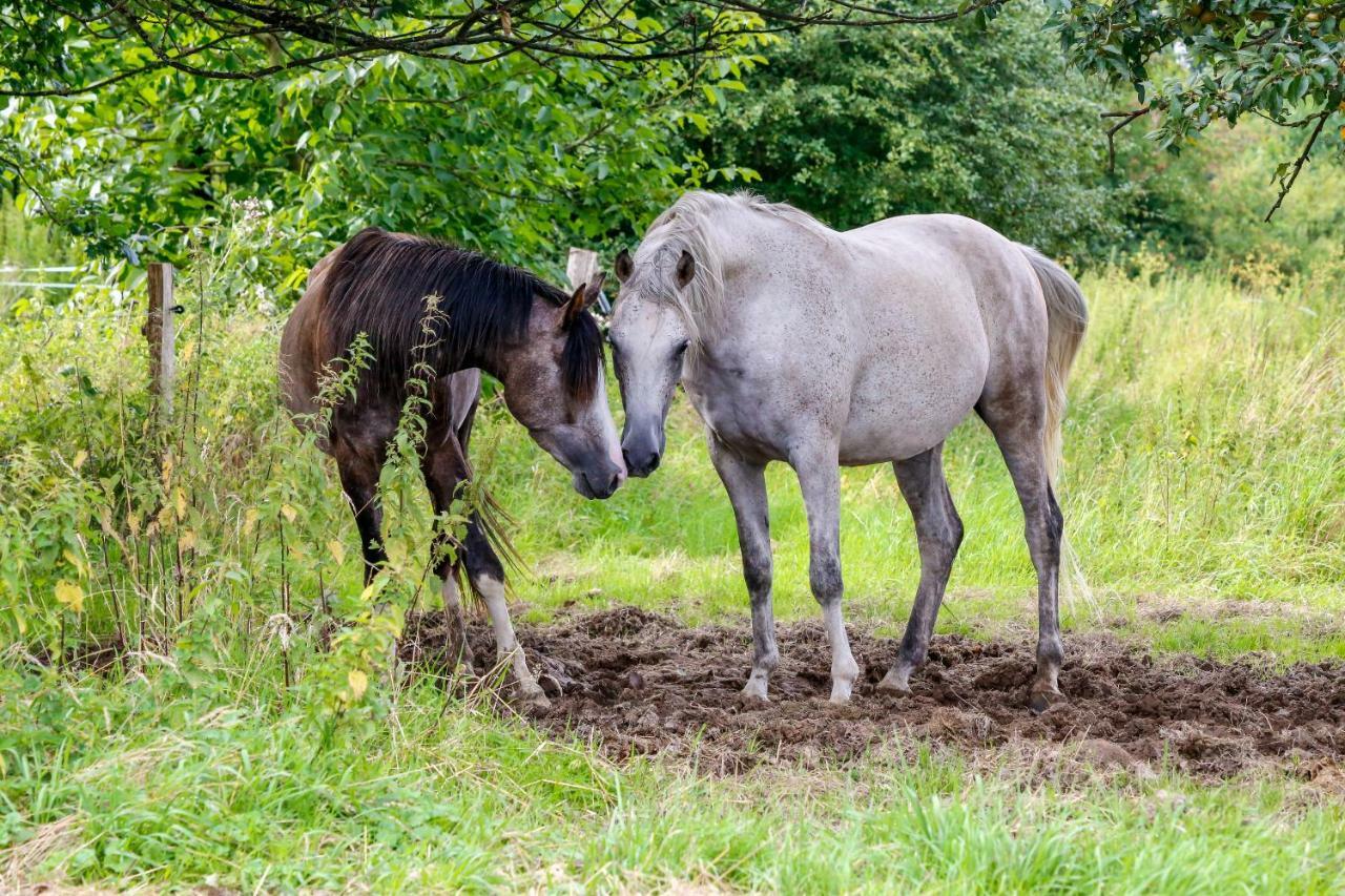 Gaestehaus White Horse Diedersen Coppenbrugge Luaran gambar